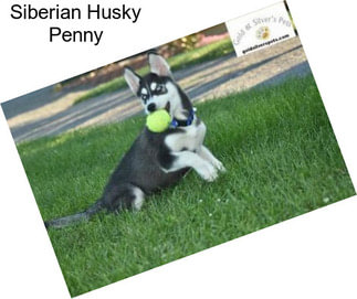 Siberian Husky Penny