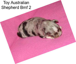 Toy Australian Shepherd Bmf 2