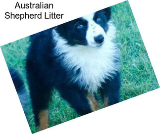 Australian Shepherd Litter