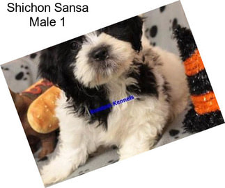 Shichon Sansa Male 1