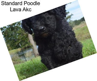 Standard Poodle Lava Akc