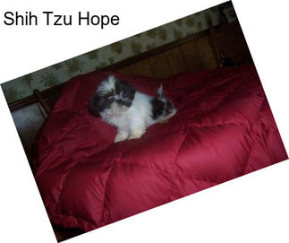 Shih Tzu Hope