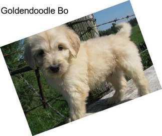 Goldendoodle Bo