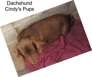 Dachshund Cindy\'s Pups