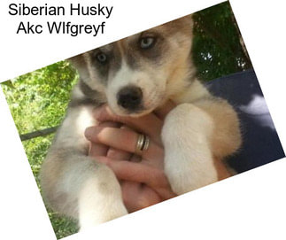 Siberian Husky Akc Wlfgreyf