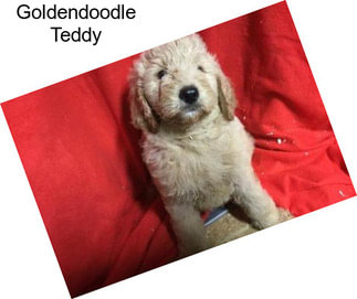 Goldendoodle Teddy