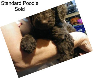 Standard Poodle Sold