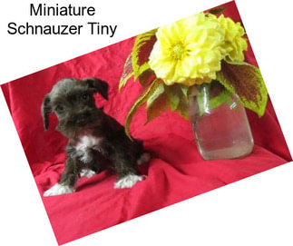 Miniature Schnauzer Tiny