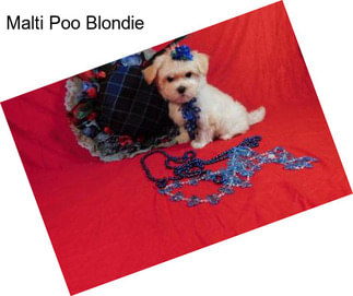 Malti Poo Blondie