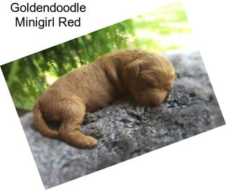 Goldendoodle Minigirl Red