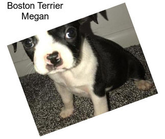 Boston Terrier Megan