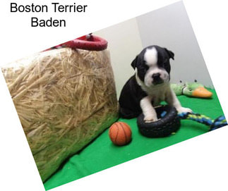 Boston Terrier Baden