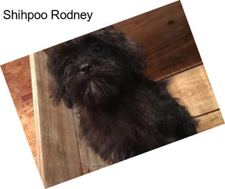 Shihpoo Rodney