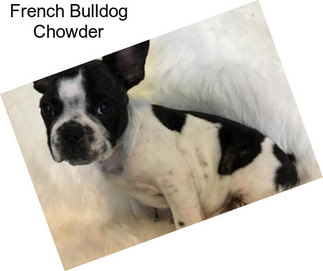 French Bulldog Chowder