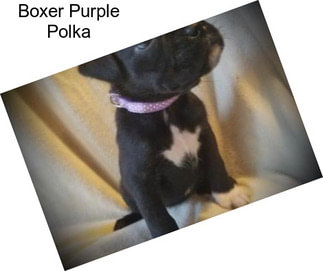 Boxer Purple Polka