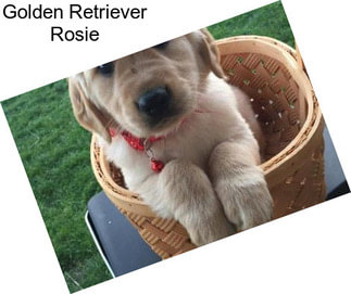Golden Retriever Rosie