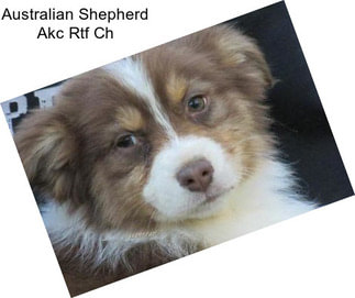 Australian Shepherd Akc Rtf Ch