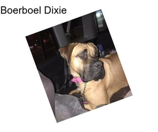 Boerboel Dixie