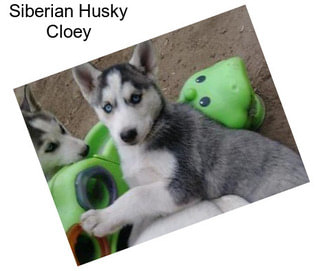 Siberian Husky Cloey