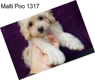 Malti Poo 1317