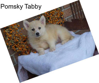 Pomsky Tabby