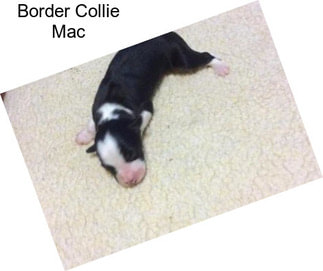 Border Collie Mac