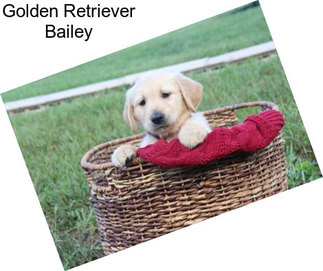 Golden Retriever Bailey