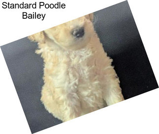 Standard Poodle Bailey