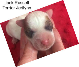 Jack Russell Terrier Jerilynn