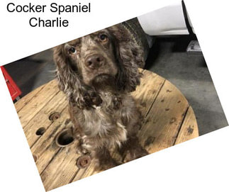 Cocker Spaniel Charlie