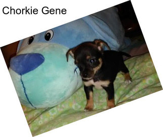 Chorkie Gene