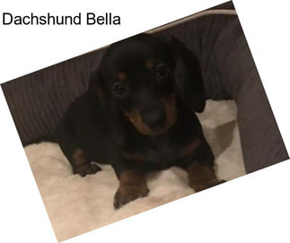 Dachshund Bella