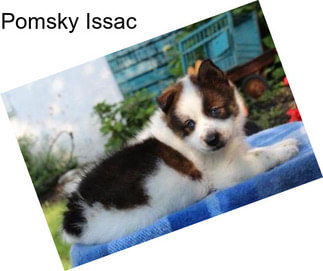 Pomsky Issac