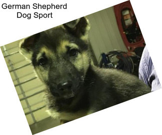 German Shepherd Dog Sport