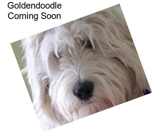 Goldendoodle Coming Soon