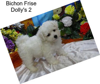 Bichon Frise Dolly\'s 2