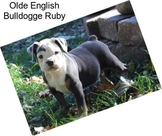 Olde English Bulldogge Ruby