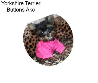 Yorkshire Terrier Buttons Akc