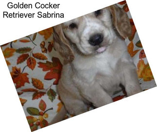 Golden Cocker Retriever Sabrina