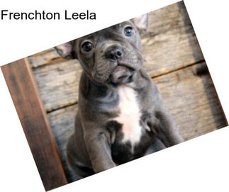 Frenchton Leela