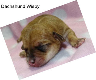 Dachshund Wispy