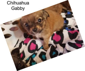 Chihuahua Gabby