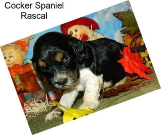 Cocker Spaniel Rascal