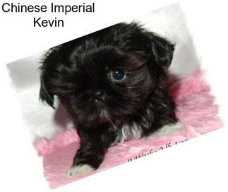 Chinese Imperial Kevin