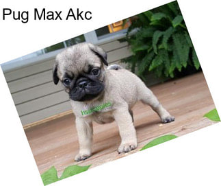 Pug Max Akc