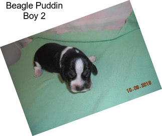 Beagle Puddin Boy 2