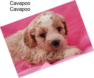 Cavapoo Cavapoo