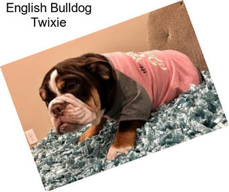 English Bulldog Twixie