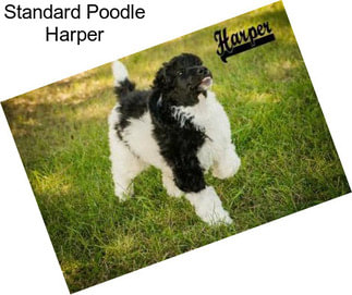 Standard Poodle Harper