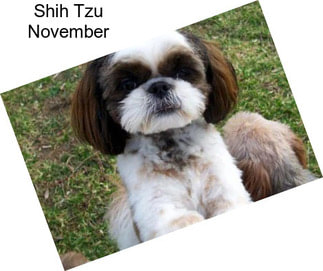 Shih Tzu November